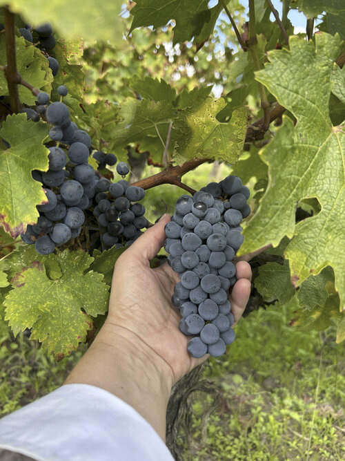 Main tenant une grappe de raisin noir à maturité sur un pied de vigne des Domaines Pedro, au cœur du vignoble médocain.