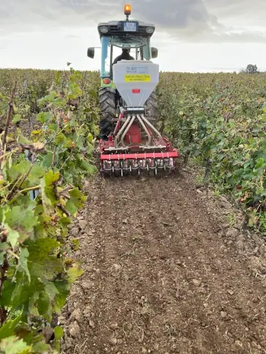 sowing cover crop in a high environmental value vineyard in the Bordeaux region