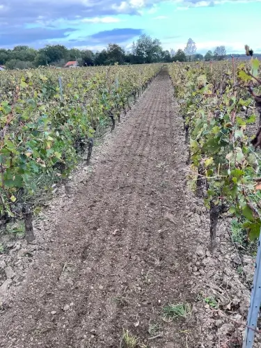 Fertile soils of the Domaines Pedro Bordeaux vineyard promoting biodiversity and HVE practices.