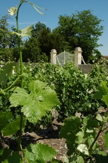 Vignes du Château Lavillotte sur le terroir de Saint-Estèphe, dans le Médoc bordelais