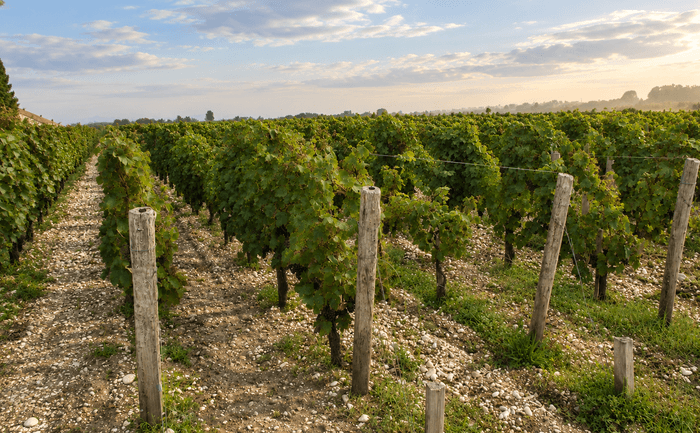 vignoble medoc domaines pedro
